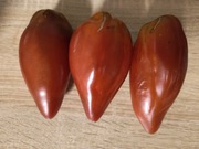 Cuban  Pepper nasiona