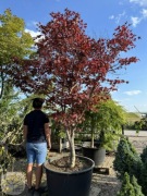 Klon palmowy / Acer palmatum 'Fire Glow' / 250-300cm / 285l