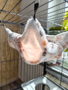 Hamak dla szynszyli, hamak gryzonie, domek szynszyla 