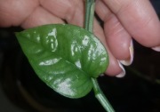 Epipremnum pinnatum pinatum Taiwan cięty 