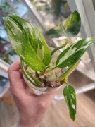 Philodendron White Princess - sadzonka ze zdjęcia