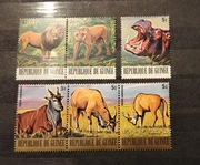 Gwinea luzaki- zwierzęta z39