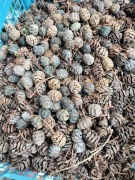 Szyszki metasekwoja 1kg