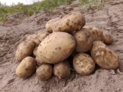 Ziemniaki idealne na zimę (25kg) Surmia, Agnes i Gala