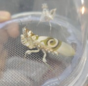 Pseudocreobotra Wahlbergii modliszka motyl parka imago