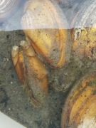 Szczeżuja naturalny filtr do oczka i stawu