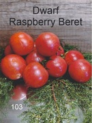 103-Dwarf Raspberry Beret. Pomidory kolekcjonerskie.