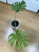 Monstera Thai Constellation