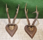 Rogi parostki poroże kozła - 2 szt