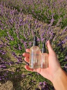 Olejek lawendowy 30 ml Grosso Lavandula x intermedia Grosso