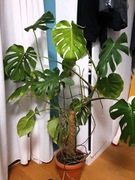 Monstera deliciosa (dziurawa)