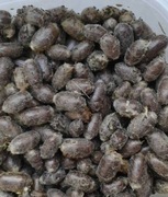 Pszczoła murarka ogrodowa kokony oczyszczone wysyłka 100szt