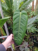 Philodendron esmeraldense x Philodendron patriciae 