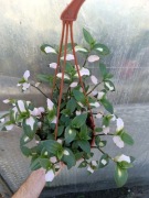 blushing bride trzykrotka XL doniczka wisząca