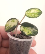 Hoja mathilde variegata 4 liscie 