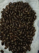 Kokony pszczoły murarki 100 szt