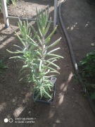 Żyworódka wąskolistna tulbiflora  nr 2 wys 33 cm