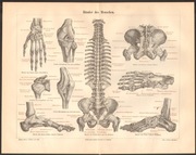 ŚCIĘGNA CZŁOWIEKA litografia z 1888 ORYGINAŁ