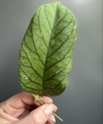 Hoya Meredithii Ted Green - cięta