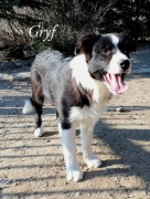 Piesek Border Collie ZKwP 