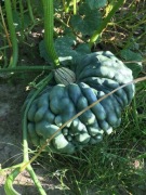 Nasiona dyni - guzowata - Marina di Chioggia