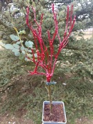 Róża pienna - szczepiona (forma drzewka) 