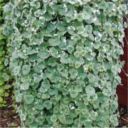 Bluszczyk kurdybanek