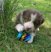 Owczarek australijski typ amerykański