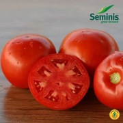 Pomidor Mirsini F1 - Nasiona Holenderskie