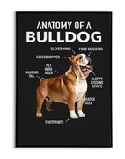 Buldog anathomy PLAKAT A3 trzecia sztuka GRATIS