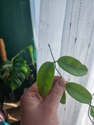 Hoya buotii cięta