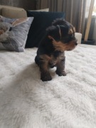 Yorkshire terrier suczka
