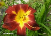 Liliowiec Persian Ruby