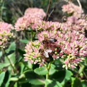 Rozchodnik (Sedum Spectabile) roślina miododajna  (3szt)