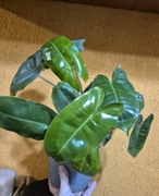 Philodendron burle marx