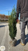 Taxus media Hillii, cis pośredni, wysokości 60-160cm, bryła