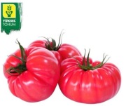 Pomidor Tobrossa F1 - Nasiona Holenderskie