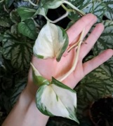 Epipremnum Happy leaf cięty pęd 2-3 liście