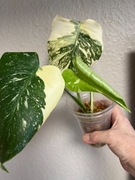 Monstera Deliciosa  Creme Brulee ( Thai Constellation )
