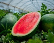 Nasiona arbuza Morgan F1 