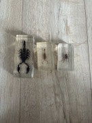 owady w szkle 3 sztuki