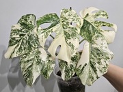 Monstera Noid nietypowe piękne wybarwienie 