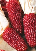 Kukurydza truskawkowa nasiona 