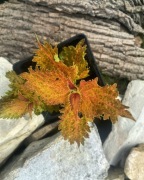 Koleus Nasiona Unikat 