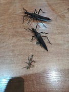 Straszyk Filipiński [Sungaya inexpectata] - L1/L3