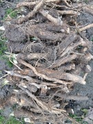 Korzeń chrzanu ekologiczny. 1,5 kg.