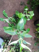 Żyworódka pierzasta daigremontiana nr 2  wys 35 cm