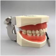 Szczęka anatomiczna model stomatologiczny
