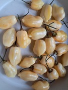 Nasiona papryka chili Capsicum Baccatum White Stripey