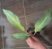 Aglaonema Aqua Green sadzonka